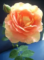 Lady of Shalott (2).webp
