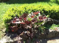 G_ Blume Purpurglöckchen weiß__05.05.2016_©mr.ditschy.jpg