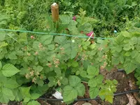k-P1110003.webp