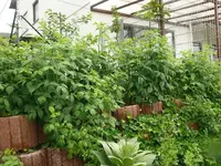 k-P1110027.webp
