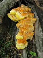 010_720x960.webp