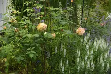 Golden Celebration.webp