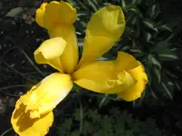 iris 001.webp