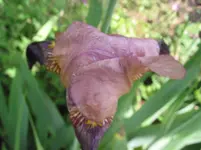 iris 002.webp