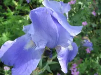 iris 004.webp