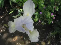 iris 005.webp