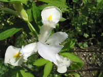 iris 009.webp