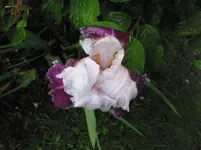 iris 011.webp