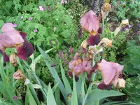 iris 016.webp