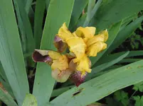 iris 017.webp