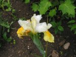 iris 018.jpg