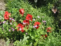 iris 007.webp