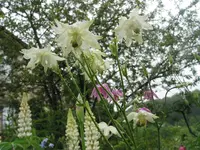 iris 014.webp