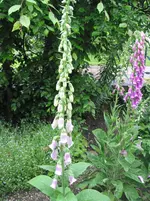 iris 015.webp