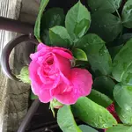 image.webp