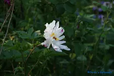 comp_DSC04991.webp