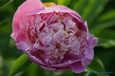 comp_DSC04993.jpg