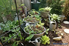 comp_DSC04999.webp