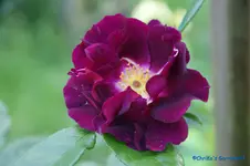 comp_DSC04996.webp