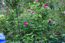 comp_DSC04994.webp