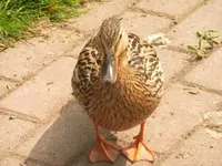 Bilda171.webp