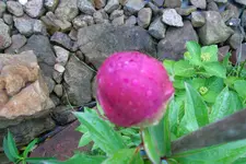 SAM_1459.webp