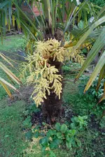 SAM_1458.webp