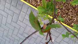 IMG_20160602_203359.webp