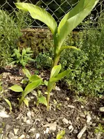 Banane.webp