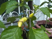 BILD5031.webp
