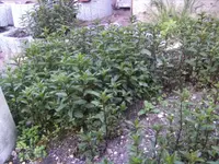 BILD5049.webp