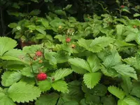 BILD5089.webp