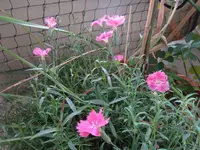 253.webp
