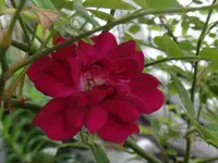 254.webp