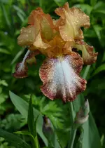 ingiiris1.webp