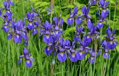 ingiiris2.webp