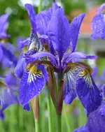 ingiiris3.webp