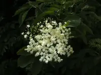 BILD5062.webp