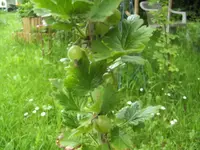 BILD5093.webp