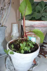 SAM_0596.webp