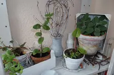 SAM_0597.webp