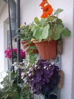 Kappu.webp