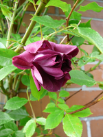 P1120085.webp