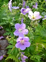 P1120061.webp