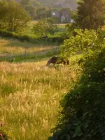 P1120100.webp