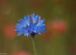 IMG_0382-2.jpg