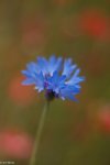 IMG_0383-2.jpg