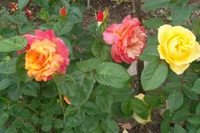 SAM_1465.webp