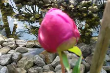 SAM_1470.webp