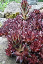 SAM_1468.webp